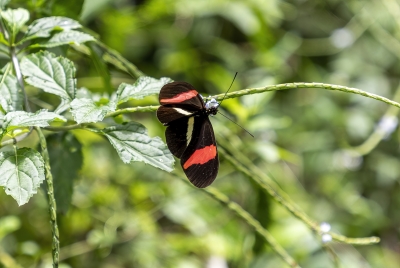 Heliconius Butterfly Ricron NP 2024
